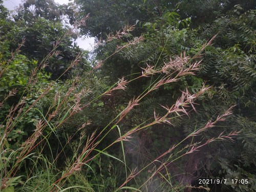 Lemon Grass