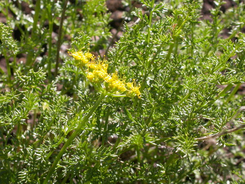 Spring Parsley