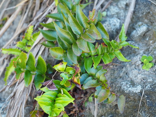 Holly Fern