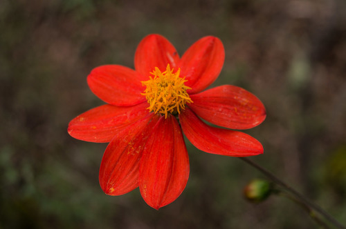 Dahlia