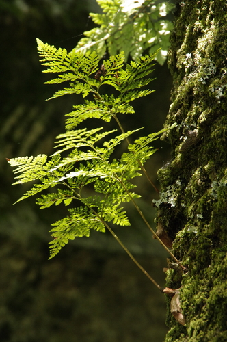 Rabbit's Foot Fern