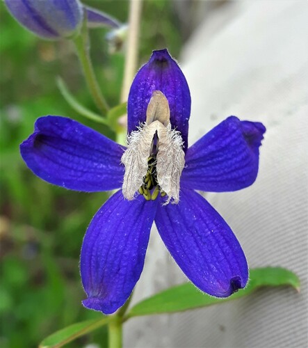 Larkspur
