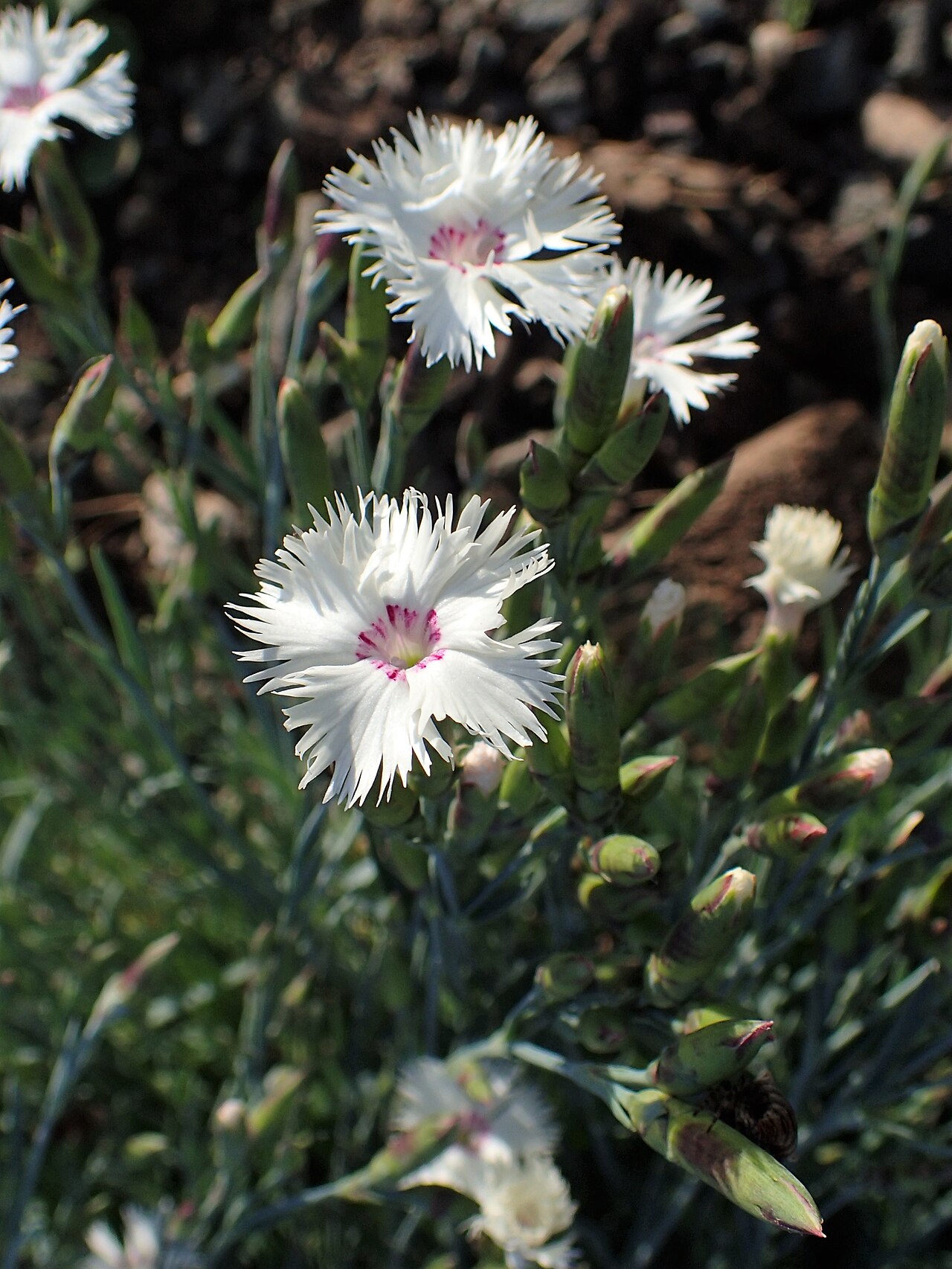 Dianthus