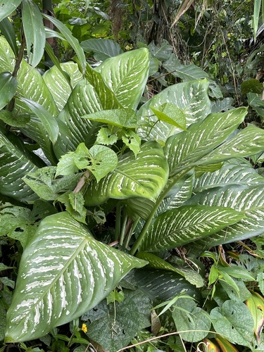 Charming Dieffenbachia