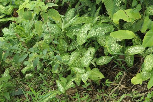 Dieffenbachia
