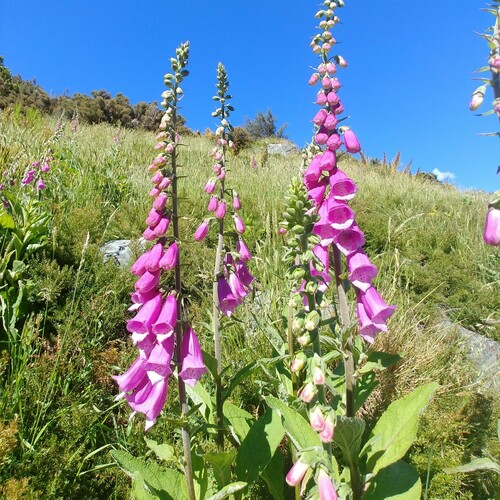 Foxglove