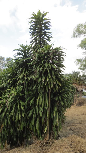 Striped Dracaena