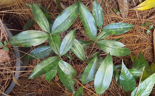 Gold Dust Dracaena