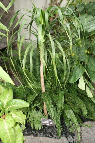 Snake Plant