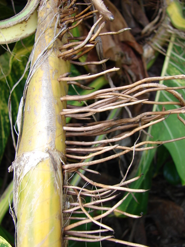 Pothos