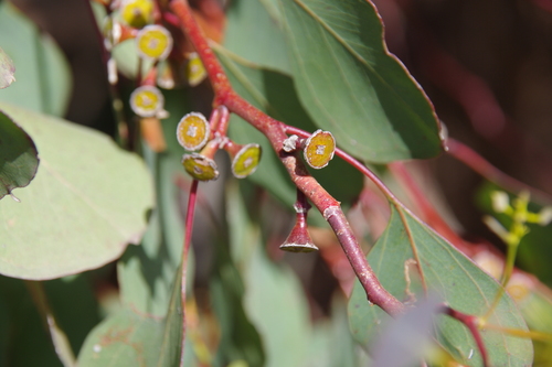 Eucalyptus