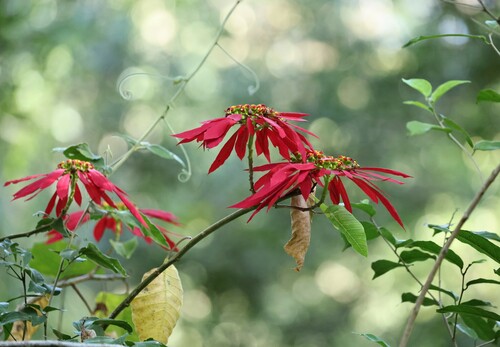 Poinsettia