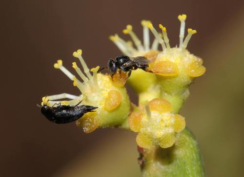 Pencil Cactus