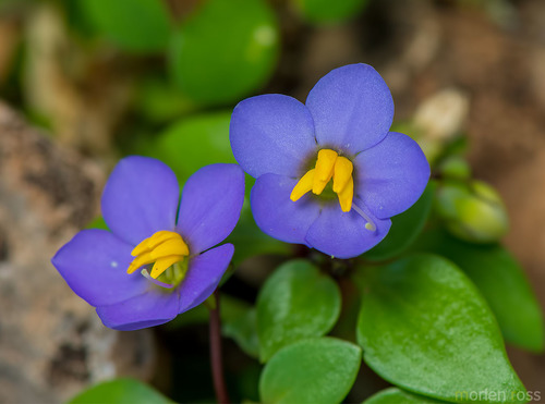 Persian Violet