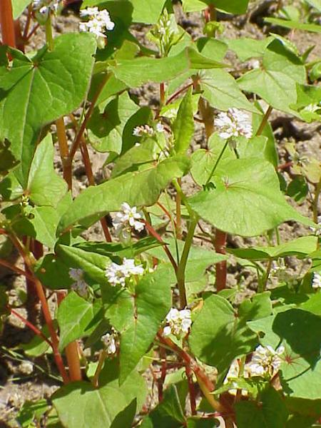Buckwheat