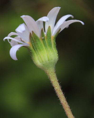 Blue Daisy