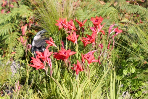 Gladiola