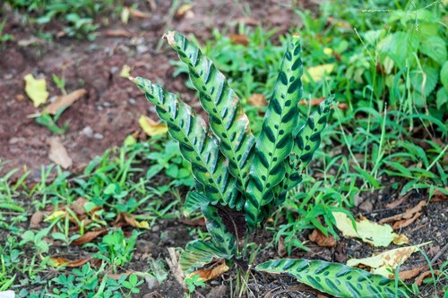 Rattlesnake Plant