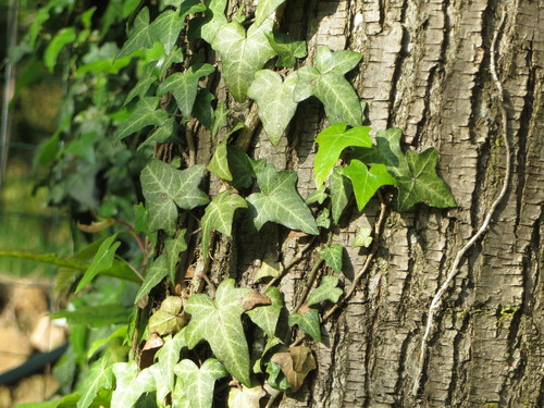 English Ivy