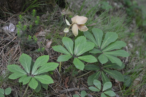 Christmas Rose