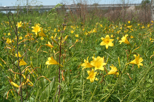 Daylily