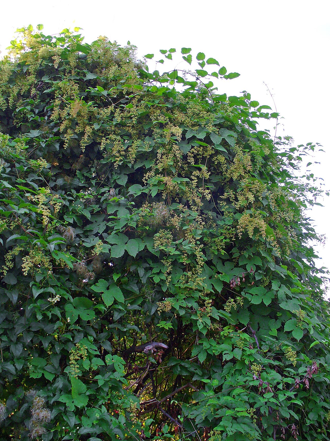 Hops