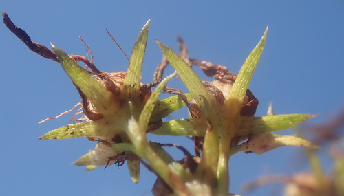 St. John's Wort