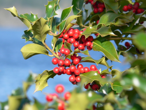English Holly