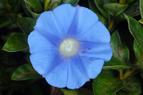 Morning Glory