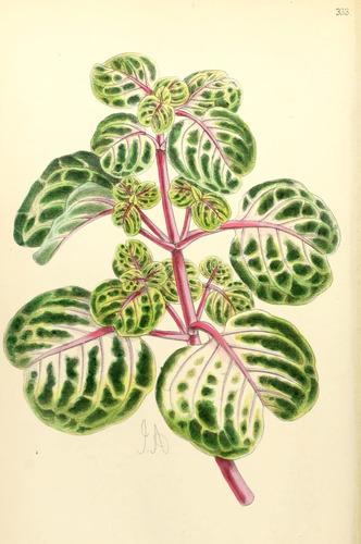 Bloodleaf