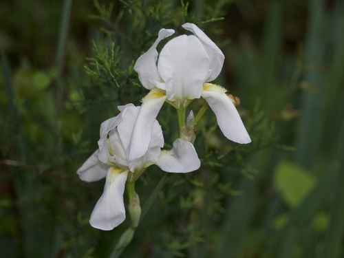 Iris