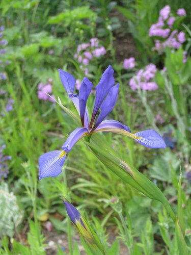 Butterfly Iris
