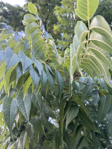 Black Walnut