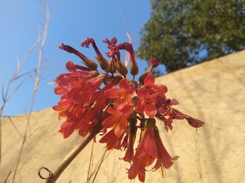 Mother of Millions