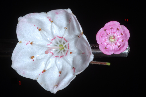 Bog Laurel