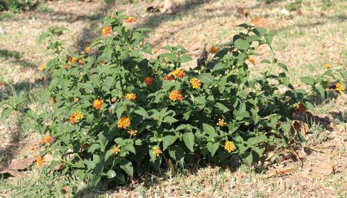 Lantana