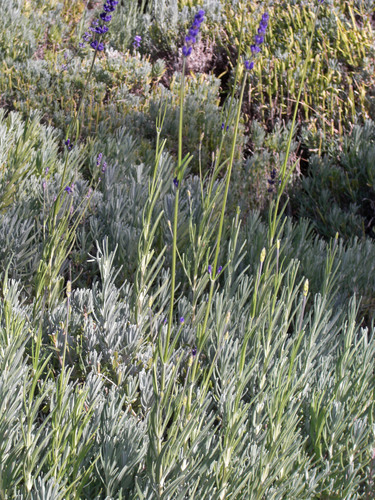 Lavender