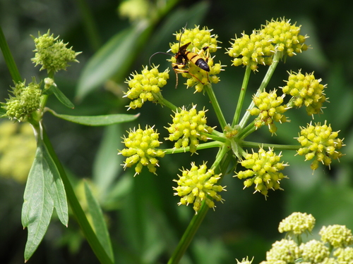 Lovage