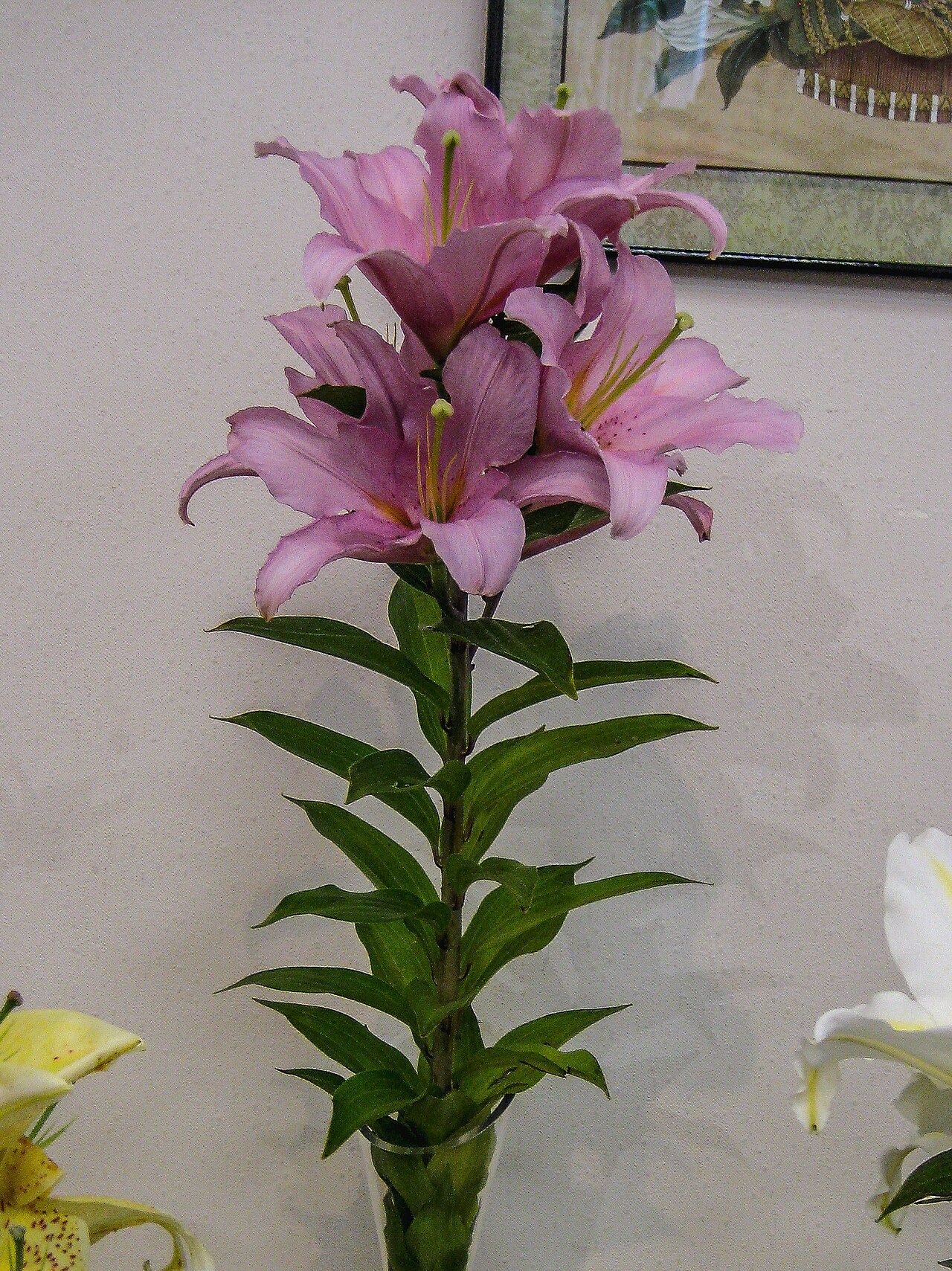 Tiger Lily