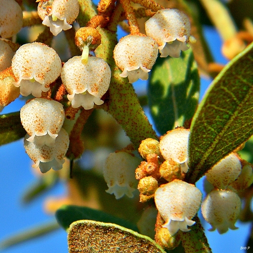 Fetterbush