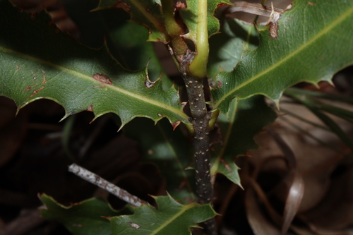 Macadamia Nut