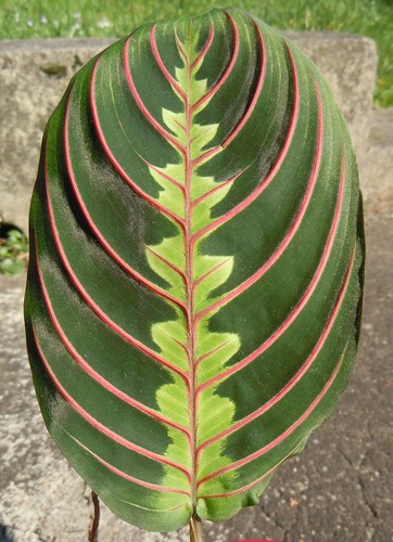 Prayer Plant