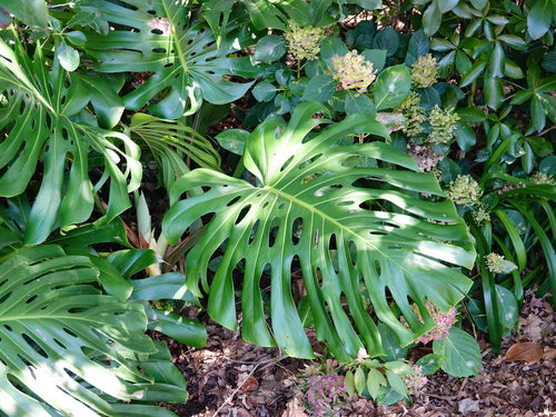 Monstera