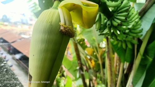 Banana Plant