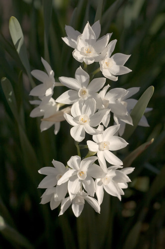 Daffodil