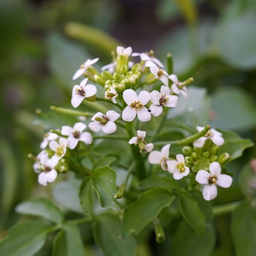 Watercress