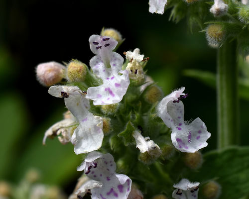 Catnip