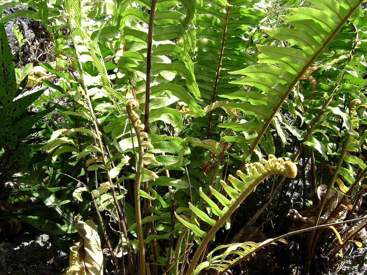 Giant Sword Fern