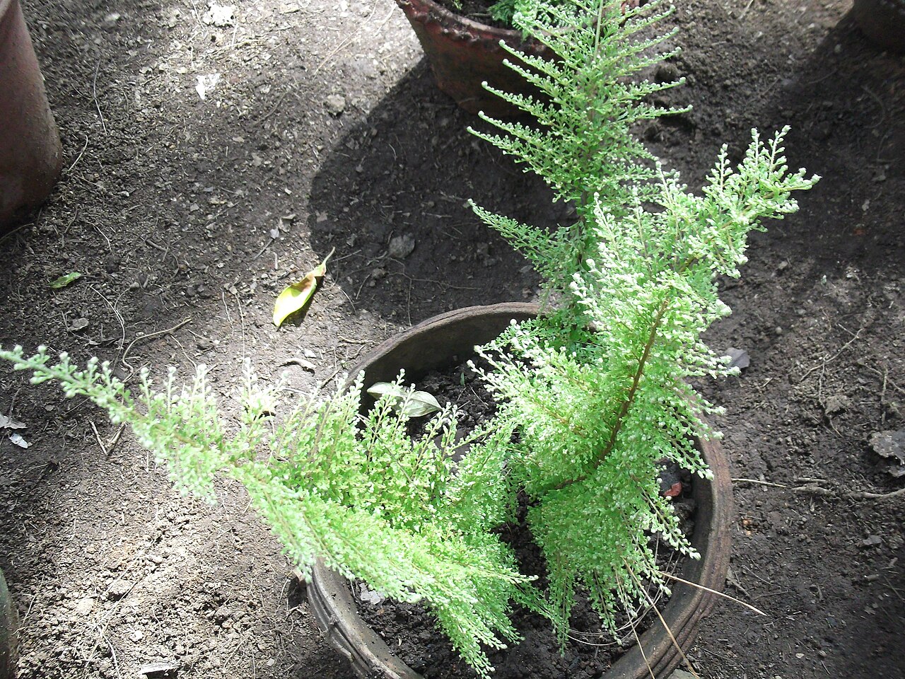 Boston Fern