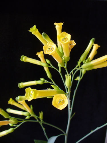 Tree Tobacco